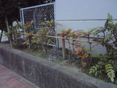 ヒイラギ植替え後