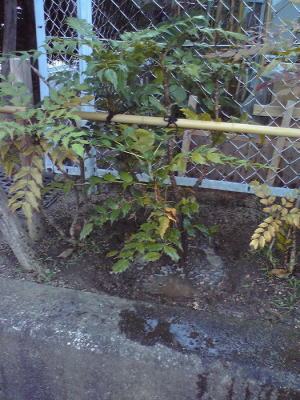 ヒイラギ植替え後2