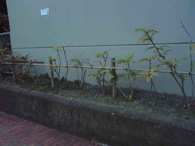 ヒイラギ植替え前