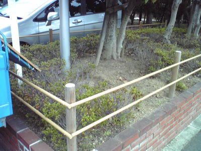 サツキ撤去前