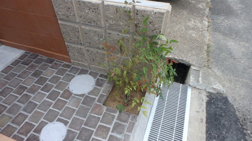 姫南天
