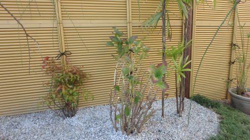 紫陽花