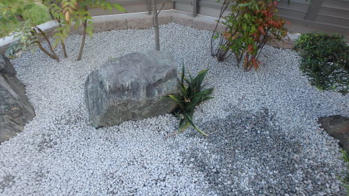 万年青(オモト)
