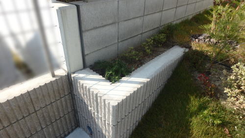 花壇にクチナシを移植