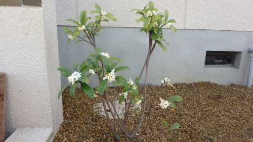 白沈丁花