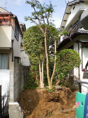 サルスベリの周囲を掘る