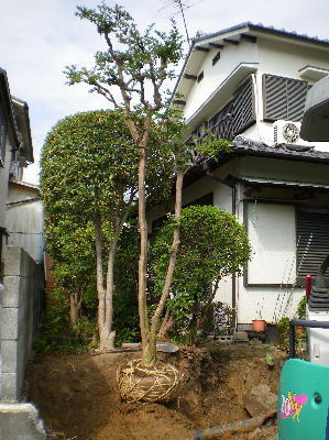 サルスベリの根巻き