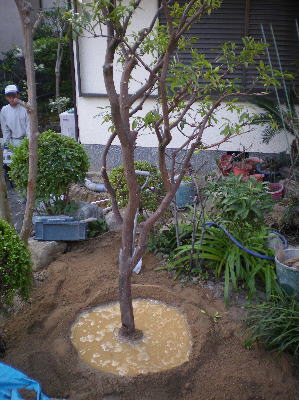 キンカン・水鉢