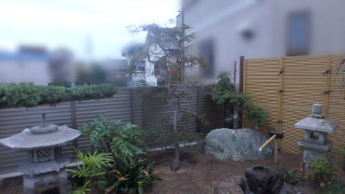 枝垂れ紅葉移植