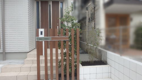 大阪豊中 常緑ヤマボウシ