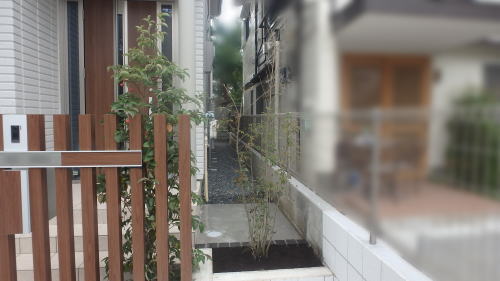 大阪豊中 アオダモ